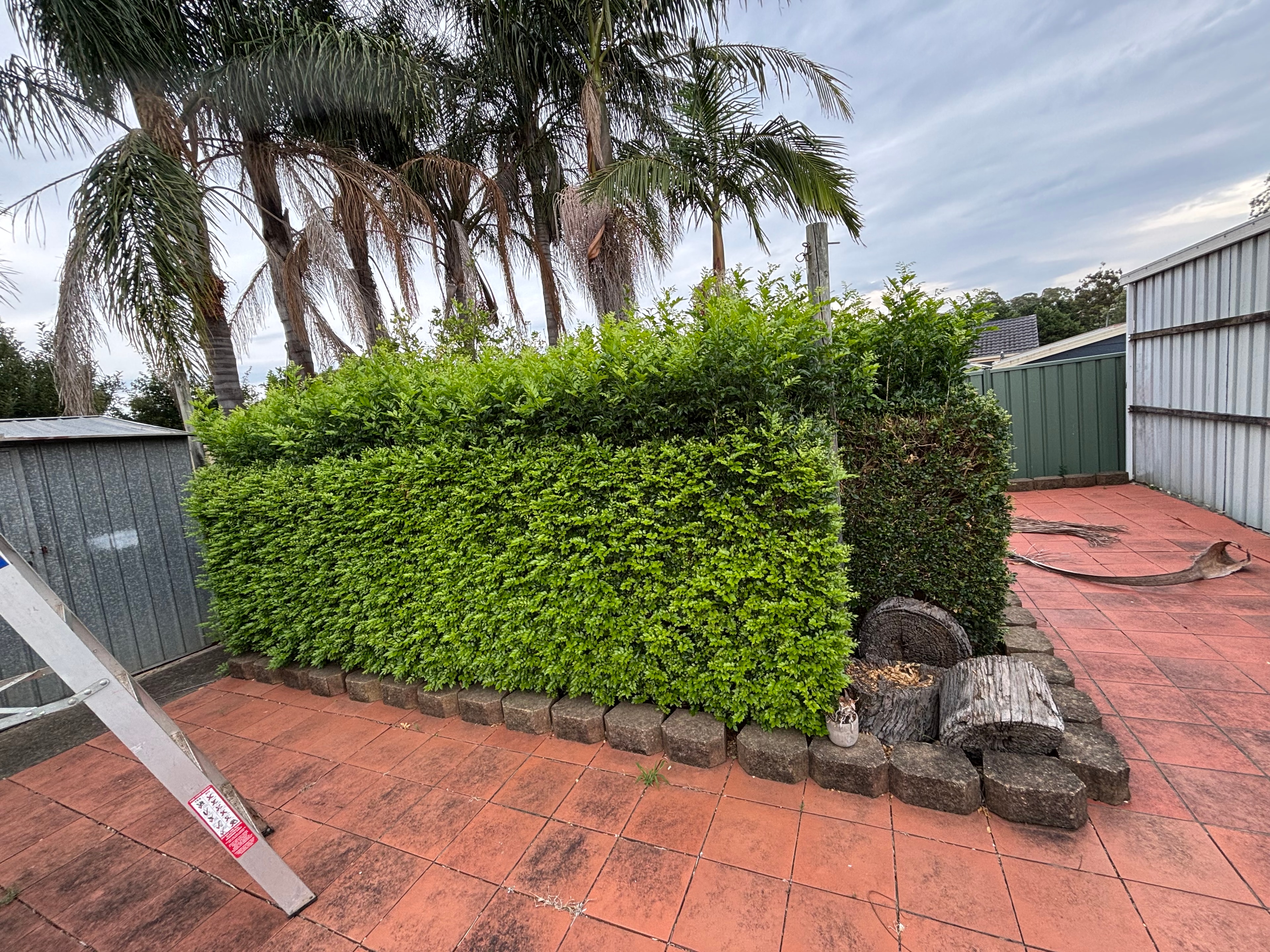 Residential complex common garden before a tidy-up
